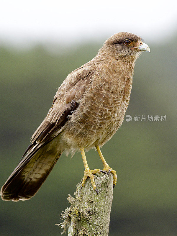 一只Chimago Caracara栖息在智利南部的篱笆柱上